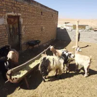 فروش نه راس بز جوان ترکی برای داشت. همه آبستن|حیوانات مزرعه|پادنا علیا, |دیوار