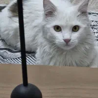 واگذاری گربه رایگان دی اس اچ لانگ هیر رایگان|گربه|تهران, تهرانسر غربی|دیوار