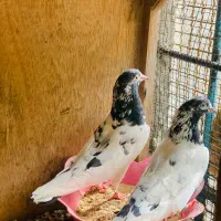 جفت تیدی پیور اصل