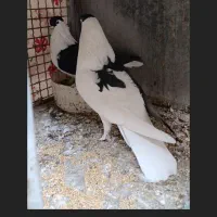 کفتر|پرنده|پاکدشت, حصار امیر|دیوار