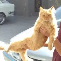 گربه DSh گارفیلد