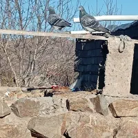 کبوتر مسافتی یک نژاد