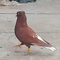 دمسفیدنروماده آث|پرنده|اقبالیه, |دیوار