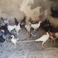 جوجه خروس گلین.  قیمت مقطوع