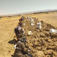 خرید زمین پیاز زعفران