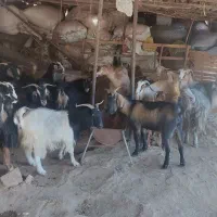 میش وشیشک وبز وتی بز چاق کشتاری|حیوانات مزرعه|خرم‌آباد, |دیوار