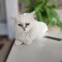 پیشی ناز