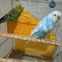 مرغ عشق وفنچ