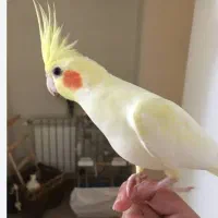 جفت عروس هلندی|پرنده|میاندوآب, |دیوار