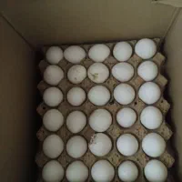 تخم مرغ شونه ای ۲۵۰