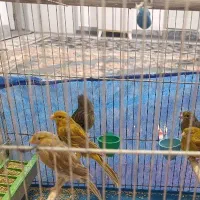 قناری های مست|پرنده|ملایر, |دیوار