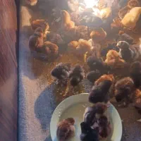 تعداد دو عدد دستگاه جوجه کشی نوین صنعت و اسکندری