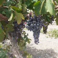 انگور سیاه سردشت