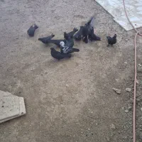 فروش ۱۰عددکبوتر