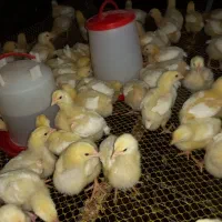 جوجه گوشتی راس ۱۰روزه واکسن خورده تضمینی مرغداری|حیوانات مزرعه|فرمهین, |دیوار