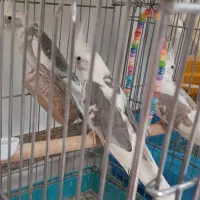 فروش سه عدد جوجه دوکت البینوولتین