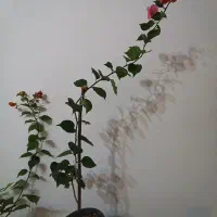 گل کاغذی های خوشرنگ و جوان|گل و گیاه طبیعی|مراغه, |دیوار