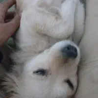 سگ شیتزو|سگ|دوگنبدان, |دیوار