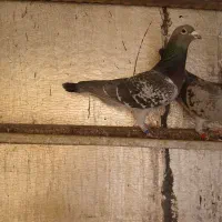 پلاکی|پرنده|شهرکرد, |دیوار