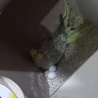 جفت عروس هلندی روی تخم|پرنده|کرمان, |دیوار