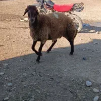 شیشک قوچ همو