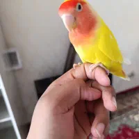 طوطی برزیلی صورت هلویی فول دستی