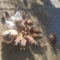 خروس محلی  جوان  دو نیم کیلو  به بالا  ۱تومن|حیوانات مزرعه|قائم‌شهر, |دیوار