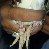 کفتر بعدازظهری