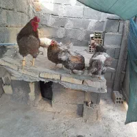 مرغ زینتی|حیوانات مزرعه|سیرجان, |دیوار