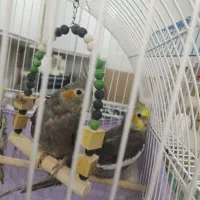 عروس هلندی نیمه اهلی|پرنده|تبریز, |دیوار