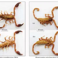 سم پاشی - ساس- سوسک - موش - جنوب کرمان|خدمات نظافت|جیرفت, |دیوار