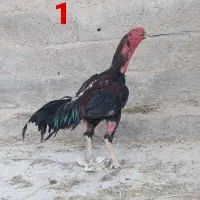 مرغ و خروس لاری افغان اصل