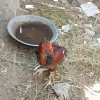 دو عدد خروس فروش فوری|پرنده|توکهور, |دیوار