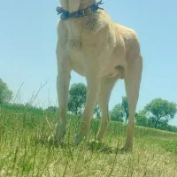 سگ سرابی|سگ|بستان آباد, |دیوار