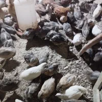 بلدرچین بزرگ و جوجه مرغ