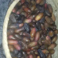 خرما ربی