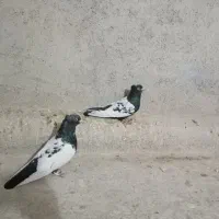 کفتر مال مایوان ا