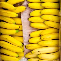 پخش موز هندی