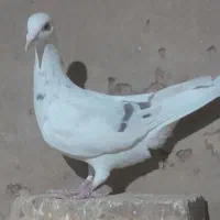هفرنگ ماده|پرنده|دشتابی, |دیوار