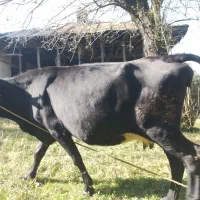 گاو گیل دورگ نزدیک زایمان|حیوانات مزرعه|لاهیجان, لفمجان|دیوار