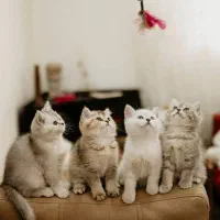 بچه گربه بریتیش اصیل