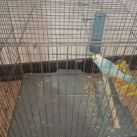 مرغ عشق دو رگ انگلیسی|پرنده|زرندیه, |دیوار