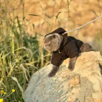 گربه بریتیش و اسکاتیش اصیل