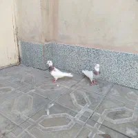 کفترطوقی|پرنده|سیرجان, |دیوار