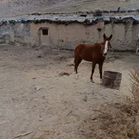 اسب|اسب و تجهیزات اسب‌سواری|مشهد, موسوی قوچانی|دیوار