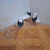 طوقی جهت فروش و معاوضه با عروس هلندی|پرنده|اهرم, |دیوار