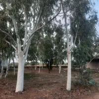 برش درخت با خرید چوب درخت و قطع نخل