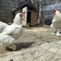 تخم نطفه دار اصل