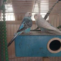 دوعدد مرغ عشق