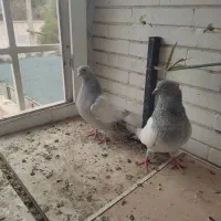 سینه ابی،سینه سبز،الماسی